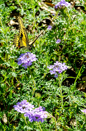 The species of butterflies known as swallowtails have forked tails on their hind wings. One of nature's most artistic creations is the Common Yellow Swallowtail, a species of butterfly prized for its enormous size and unique beautiful patterns.