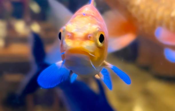 istock The fish looking to cam 2110084299