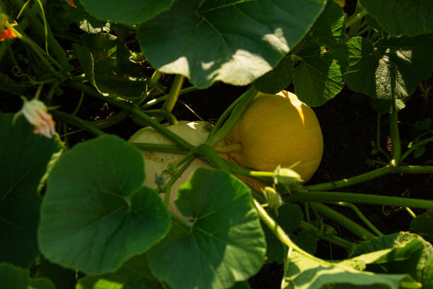 pumpkin squash growing on the ground organic food