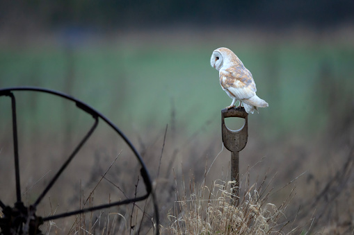 A Barn owl perches on a wheel spoke