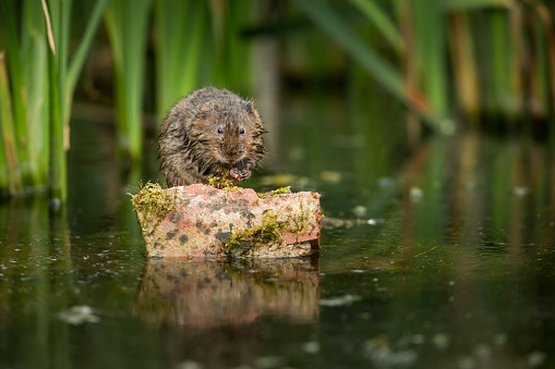 A Water vole perched on a stone by a pond's edge