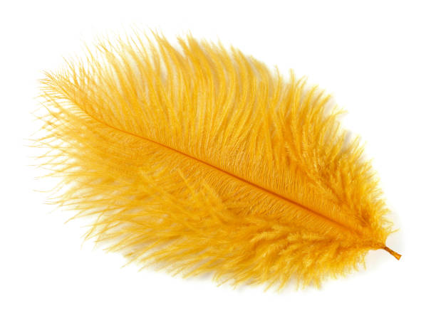 istock Golden fluffy feather isolated on white background 2110106995