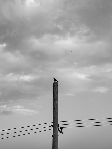 Bird sitting on the electric pole black and white picture