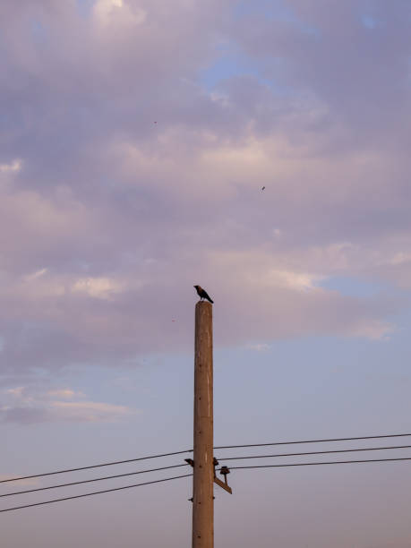istock Bird sitting on the electric pole with clouds on background 2110110975