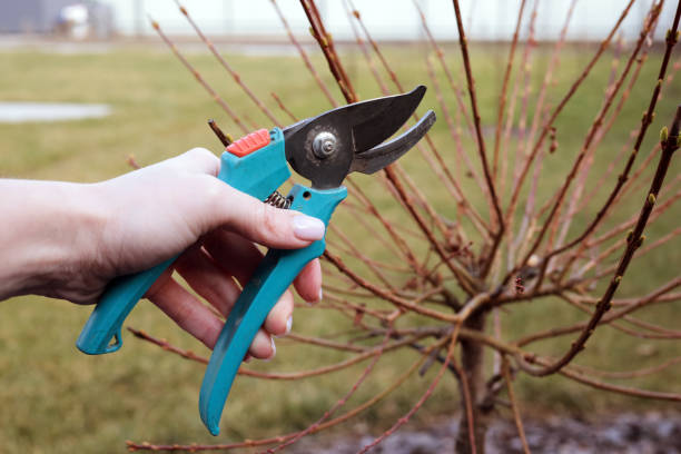 istock Garden work. Pruned branches of young trees 2110118869