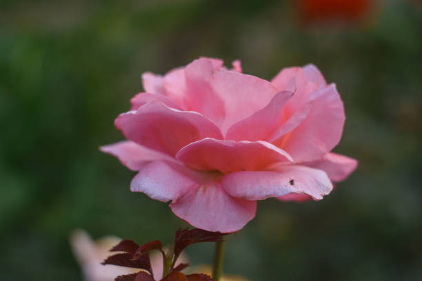 pink rose in the garden