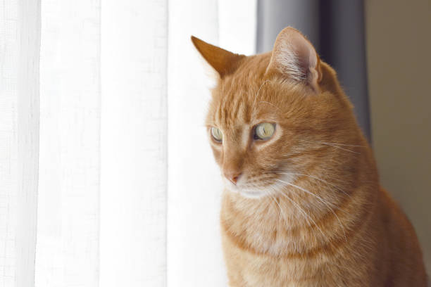 istock Ginger cat looking out the window. Tabby cat looking at something. 2110158945