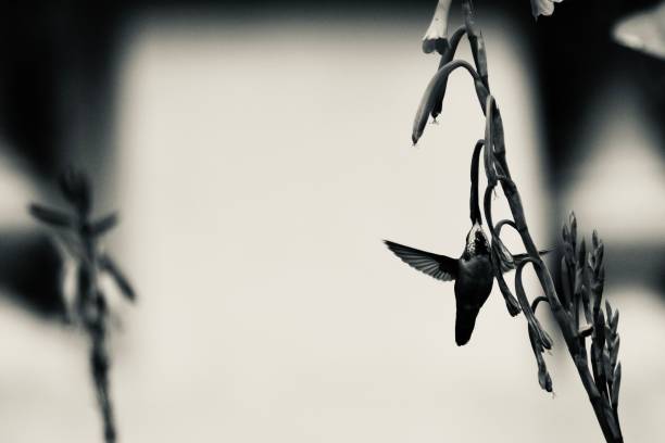 istock Black and White Photograph of a hummingbird from the underside, wings out,  pulls down on a flower to extract it's nectar 2110186589