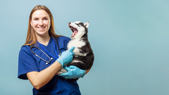 Female veterinarian holding yawning Siberian Husky puppy on a blue background. Pet health care concept. Studio portrait with copy space for design and print