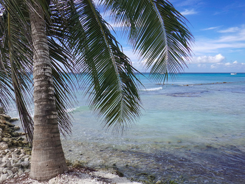 Palm tree at the waterline