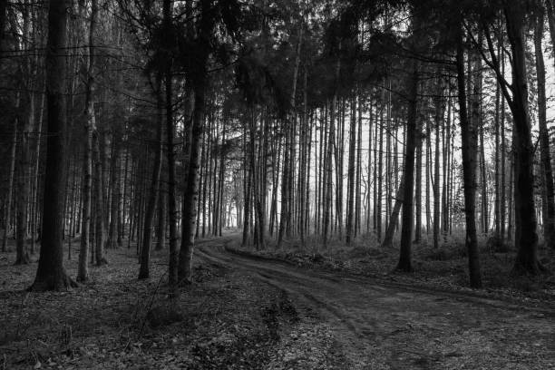 Forest Road and Trees Black and White Scenery near Amstetten in the Mostviertel Region of Lower Austria