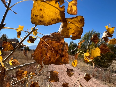 Yellow and brown cottonwood leaves