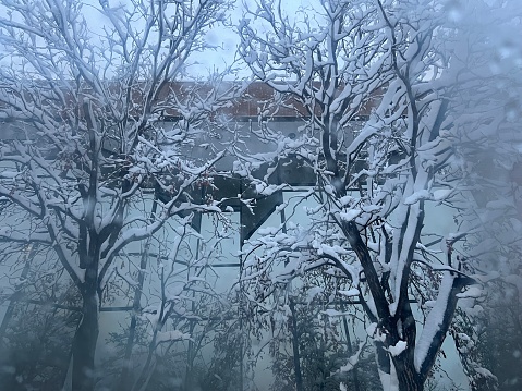 Snow covered trees outside a foggy window