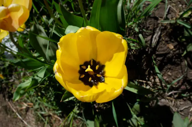 tulip field, yellow and red flowers, blooming tulips.flowered