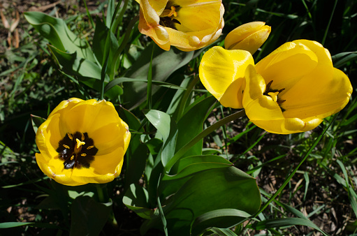 Open yellow tulips flowers close-up