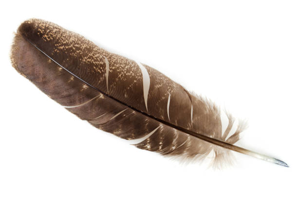 istock Beautiful bird feather for calligraphy. Turkey feather isolated on white background. 2110254189