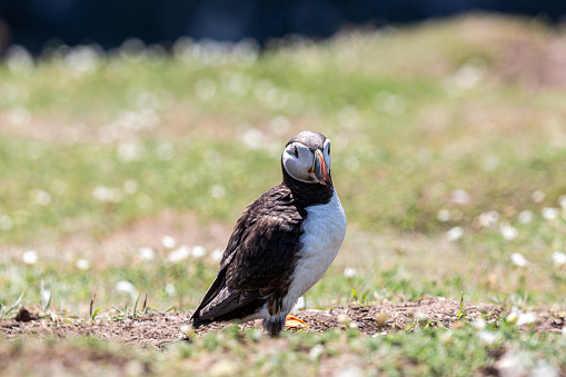 A close up of an Atlantic Puffin in the sunshine, on Skomer Island off the Pembrokeshire coast