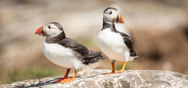 close up of Atlantic Puffin bird or common Puffin  Fratercula arctica