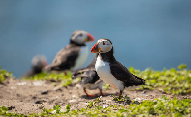 istock close up of Atlantic Puffin 2110273761