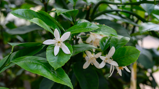 Botanic garden in spring