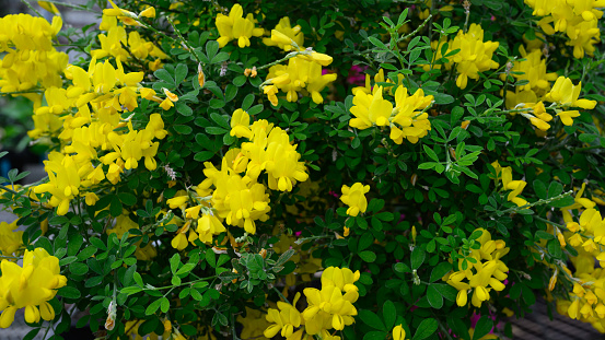 little golden flowers of plant, southern california