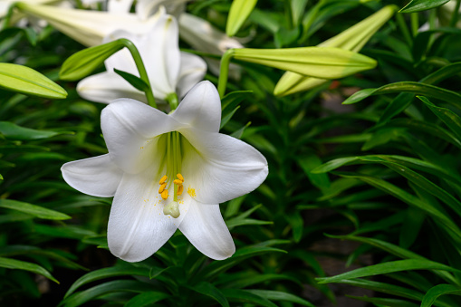 Blurred natural background of Madonna Lilly flower, Stargazer lilly, white Lilly flower. Stock photo