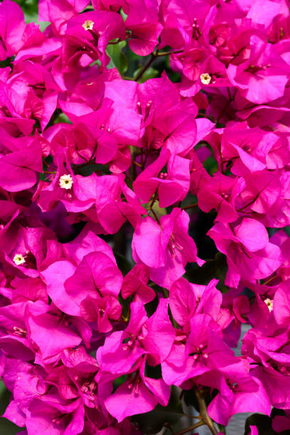 istock Full frame background of red bougainvillea 2110284266