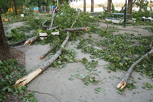 Aftermath of the hurricane July 19, 2023 beach Sremska Mitrovica, Serbia. Broken trees, mess on the streets. Broken branches, bent trunk. Chips and trash. State of emergency after a catastrophic storm