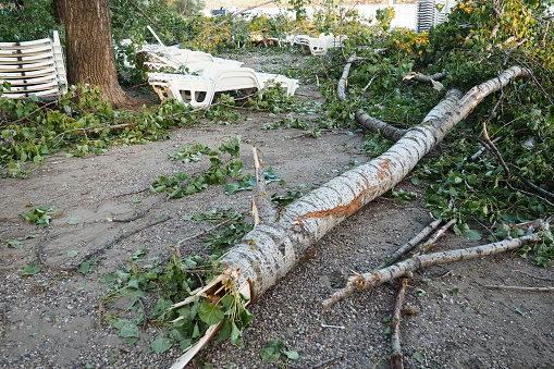 Aftermath of the hurricane July 19, 2023 beach Sremska Mitrovica, Serbia. Broken trees, mess on the streets. Broken branches, bent trunk. Chips and trash. State of emergency after a catastrophic storm