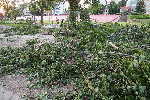 Aftermath of the hurricane July 19, 2023 beach Sremska Mitrovica, Serbia. Broken trees, mess on the streets. Broken branches, bent trunk. Chips and trash. State of emergency after a catastrophic storm