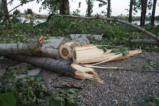 Aftermath of the hurricane July 19, 2023 beach Sremska Mitrovica, Serbia. Broken trees, mess on the streets. Broken branches, bent trunk. Chips and trash. State of emergency after a catastrophic storm