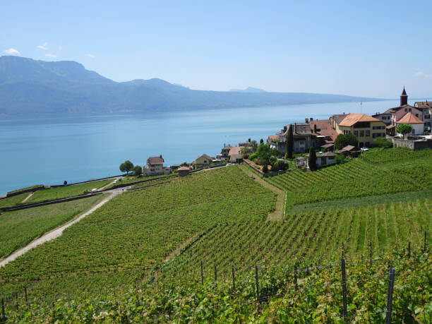 istock Vineyard Terraces, unesco site in switzerland 2110303197