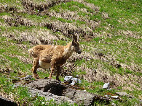 Female alpine ibex in the French Alps