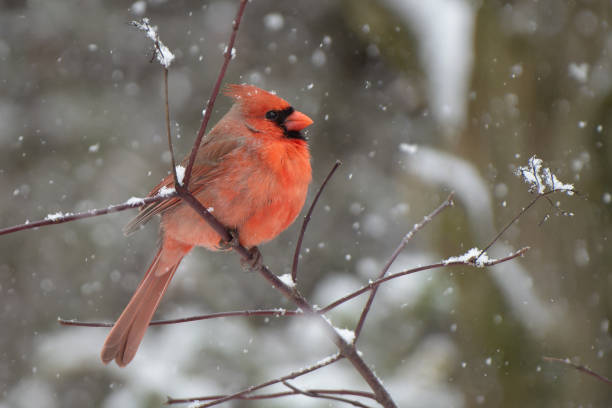 istock Male Northern Cardinal 2110336553