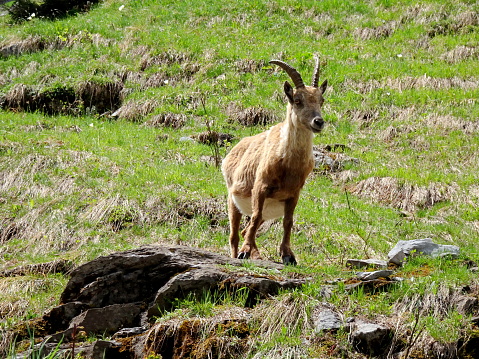 Proud Alpine ibex in green meadow in the French Alps