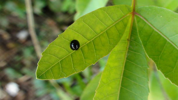 insect beetle - coleoptera - coleoptera zdjęcia i obrazy z banku zdjęć