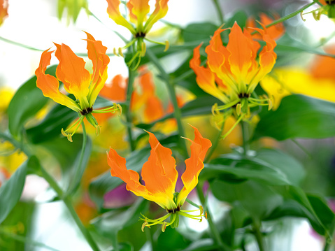 Bougainvillea flowers. Blooming orange bougainvillea flowers. Orange bougainvillea flowers. Floral background.