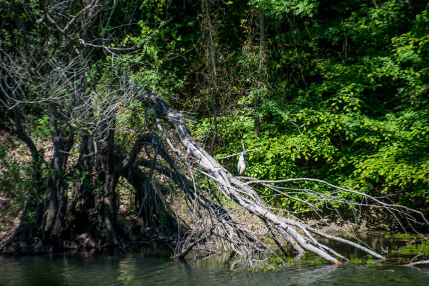 waterside watch: heron in the tree by the lake - ecological reserve tree reflection land feature photos et images de collection