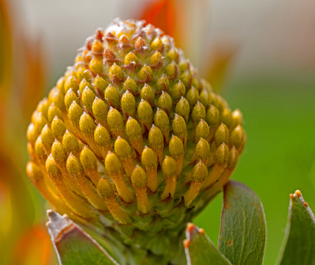 top view of a fresh ecological artichoke growing in an orchard