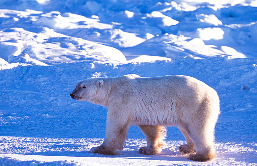 One wild polar bear (Ursus maritimus) walking, on the frozen tundra along the Hudson Bay, waiting for the bay to freeze over so it can begin the hunt for ringed seals.

Taken in Cape Churchill, Manitoba, Canada.