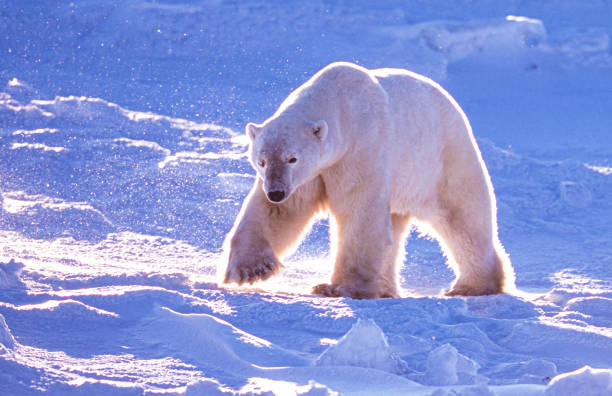 istock One Wild Polar Bear Walking on Frozen Tundra 2110515850