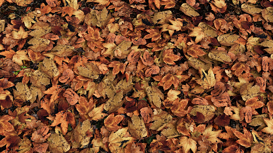 Autumn Maple Leaves on the ground