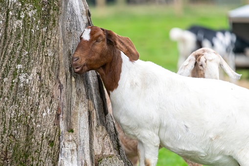 Close up of a Boer goat