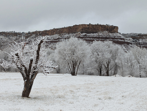 New Snow and Hoar Frost on Ranch along the Virgin River overlooking Zion National Park Utah