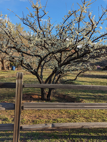 Rustic Fence and Tree Blossoms in Spring in Rockville Utah