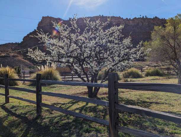 istock Rustic Fence and Tree Blossoms in Spring in Rockville Utah 2110565156