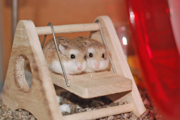 Roborovski hamster sisters on a swing together.