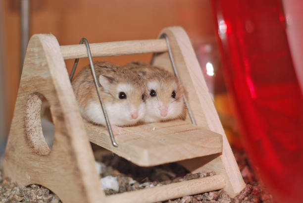 Roborovski hamster sisters on a swing together Roborovski hamster sisters on a swing together. roborovski hamster stock pictures, royalty-free photos & images