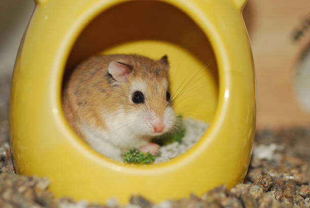Roborovski hamster eating broccoli in the yellow house Roborovski hamster roborovski hamster stock pictures, royalty-free photos & images