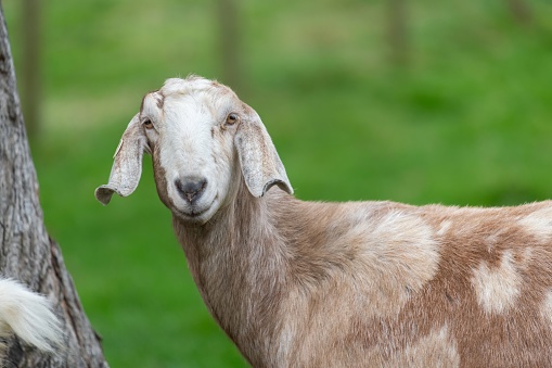 Domestic milk goat with long horns grazing on green farm pasture